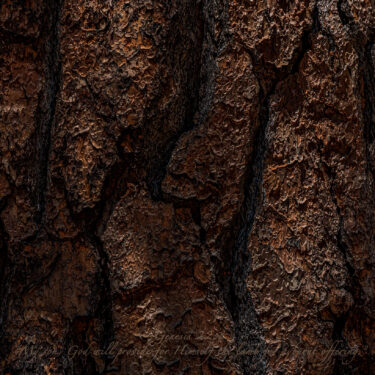 Ponderosa pine bark near sunset.