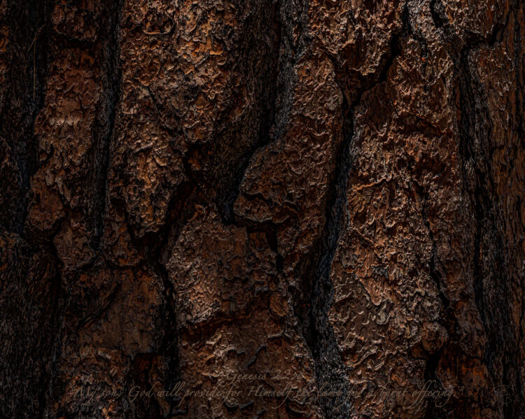 Ponderosa pine bark near sunset.