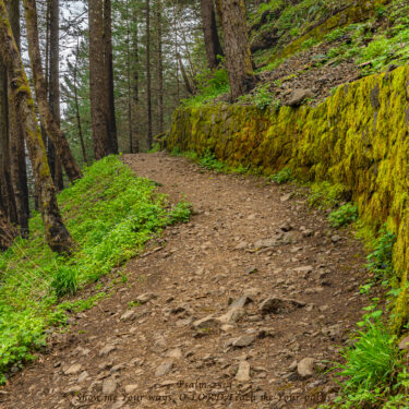 Acrylic print of walking path amongst trees