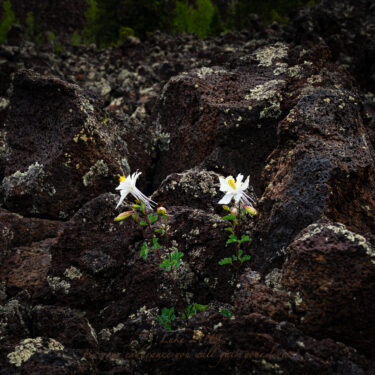 Single with flower blooming from a bed of lava rocks.