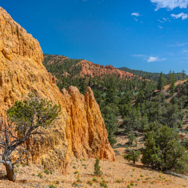 Rock formation surrounded by pine trees in beautiful Utah.