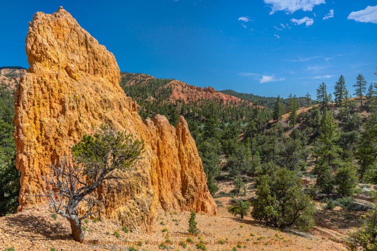 Rock formation surrounded by pine trees in beautiful Utah.