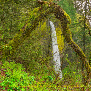 Waterfall framed by tall evergreen trees.