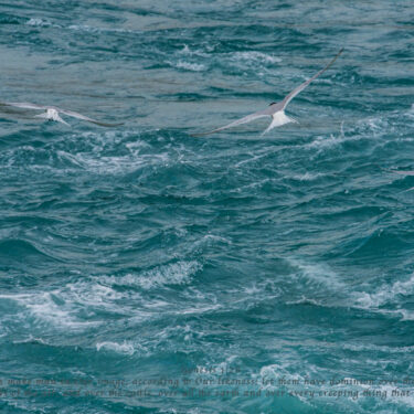 Arctic terns flying over Glacier Lake.