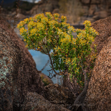 Yellow desert plant