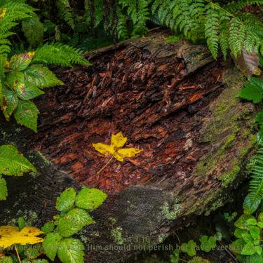 Single, yellow maple leaf resting inside a rotting log.