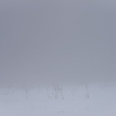 Snowy and foggy day in Sequoia National Park