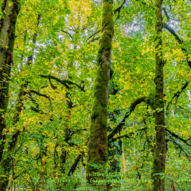 Green and yellow leaves on tall maple trees.